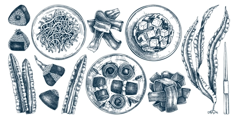 Hand drawn Kombu sketches set. Edible seaweed drawing isolated on white background. Sea vegetables vector illustrations. Japanese cuisine dishes, healthy food ingredients in engraved style